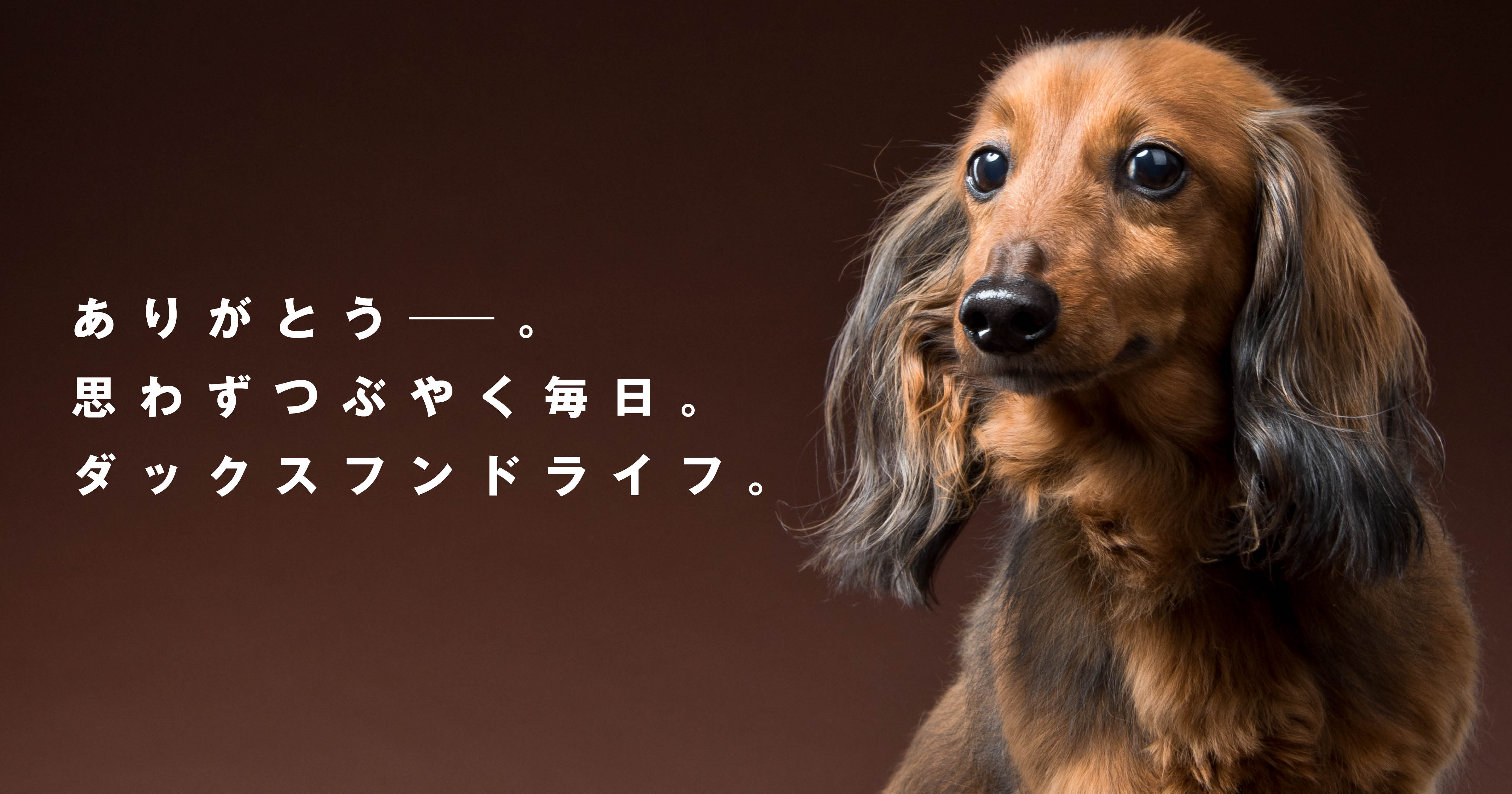 ダックスフンドツル ダックスフンド｜国内最大のダックスメディア「ダックスフンドライフ