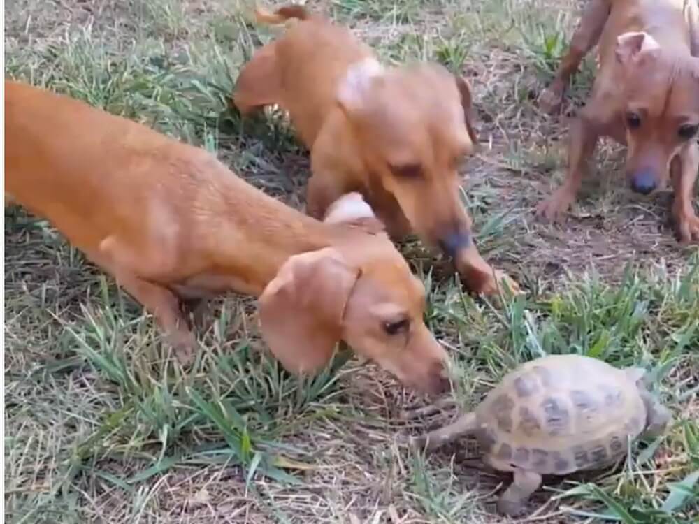 ダックスフンド,動画