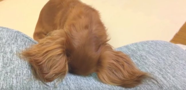 ダックスフンド,動画