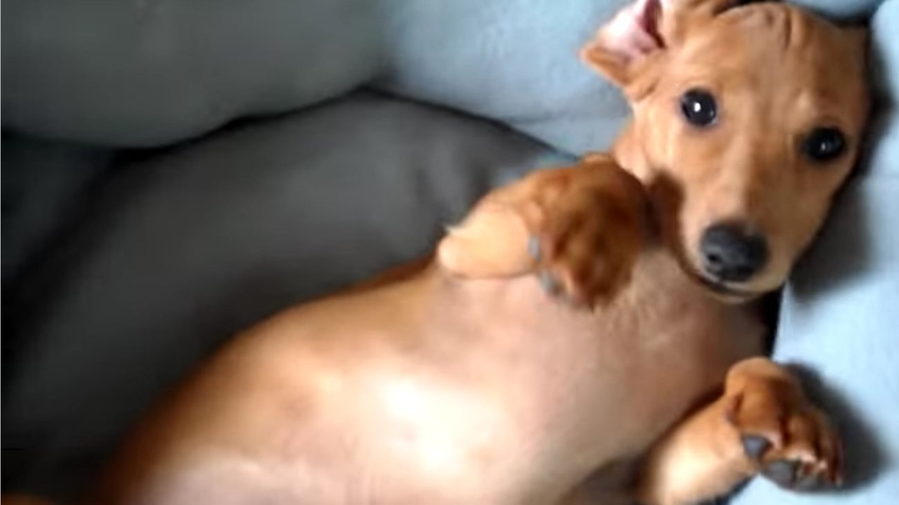 ダックスフンド,動画