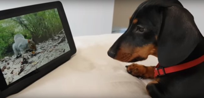 ダックスフンド,動画