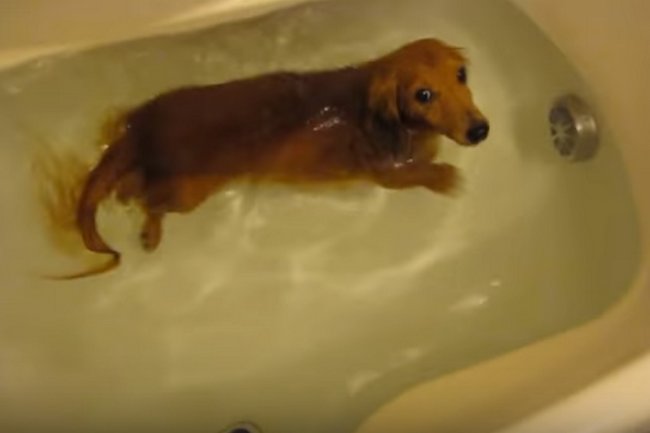 ダックスフンド,動画