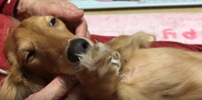 ダックスフンド,動画