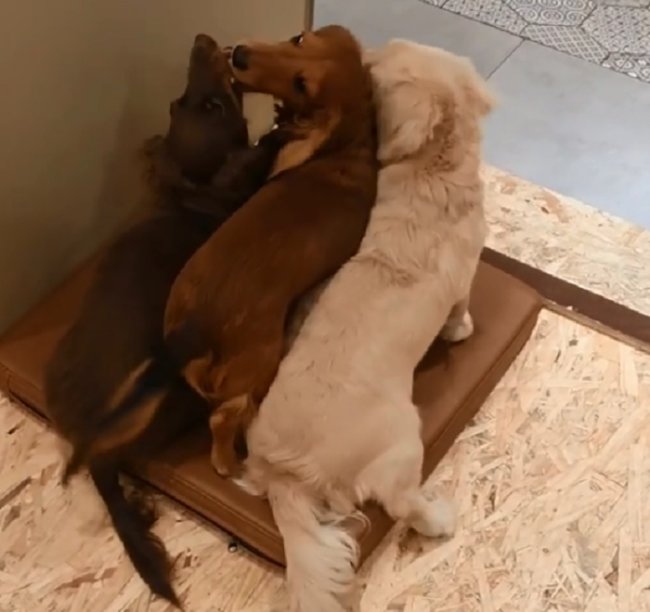 ダックスフンド,動画