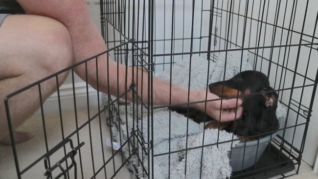 ダックスフンド,動画