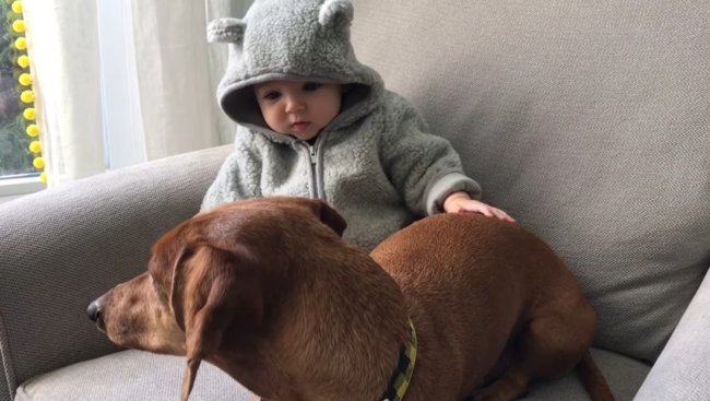 ダックスフンド,動画