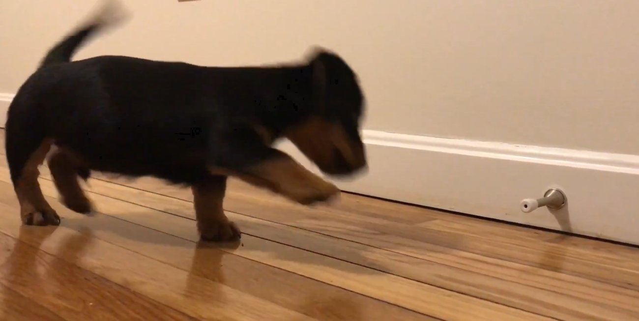 ダックスフンド,動画