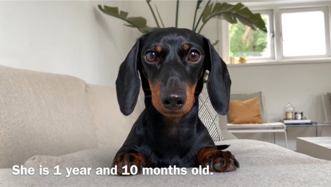 ダックスフンド,動画