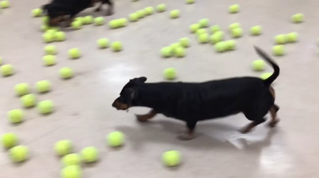 ダックスフンド,動画