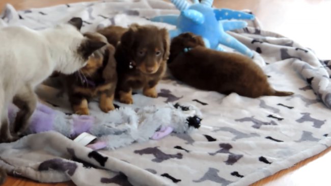 ダックスフンド,動画