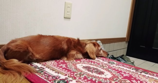 ダックスフンド,動画