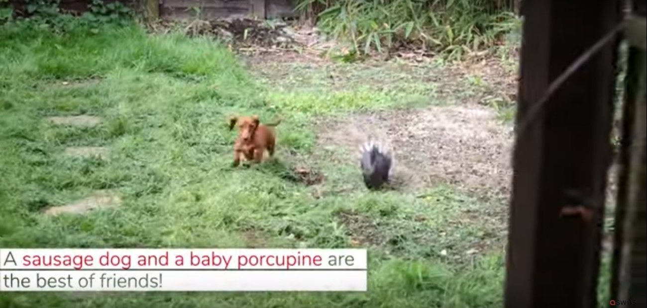 ダックスフンド,動画