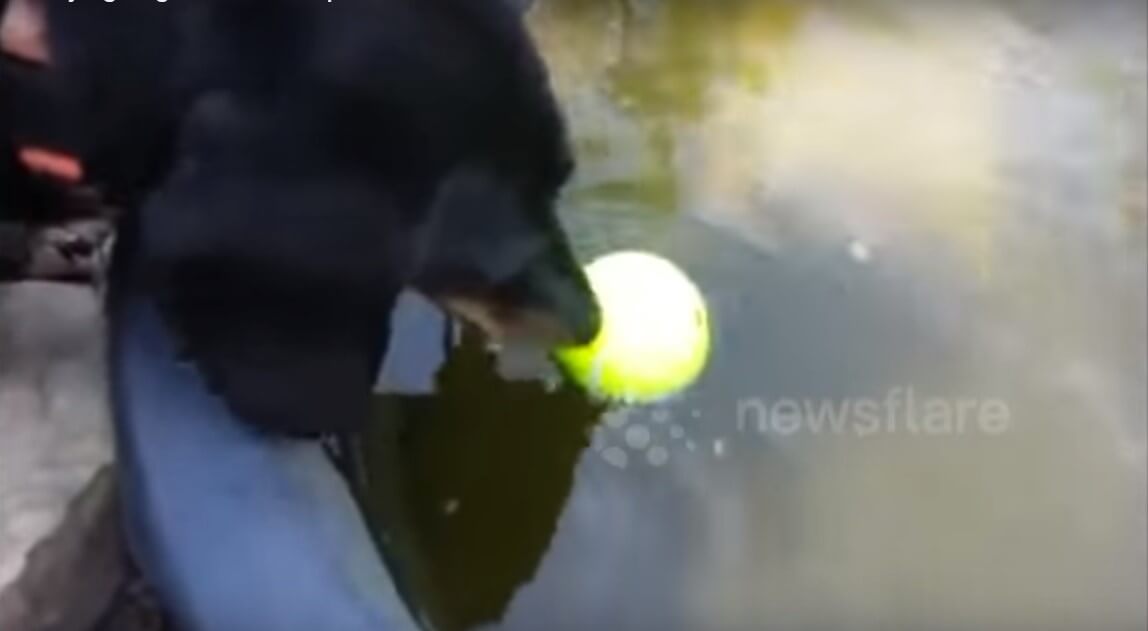 ダックスフンド,動画