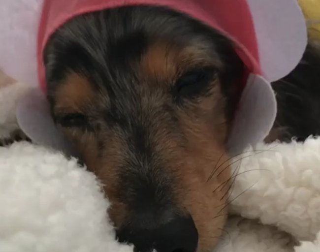 ダックスフンド,動画