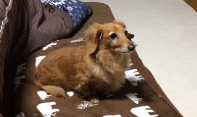 ダックスフンド,動画