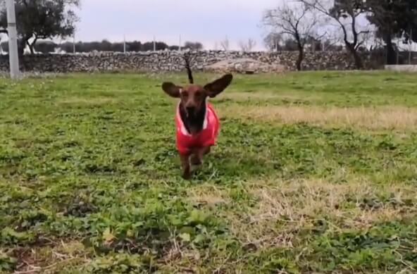 ダックスフンド,動画