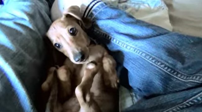 ダックスフンド,動画