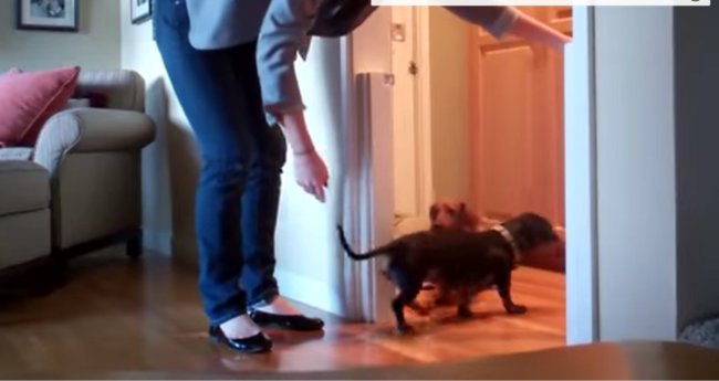 ダックスフンド,動画