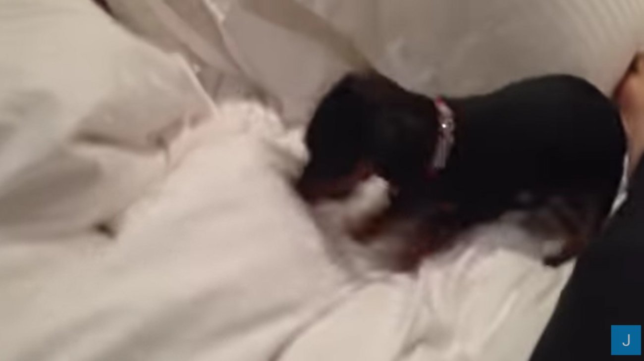 ダックスフンド,動画