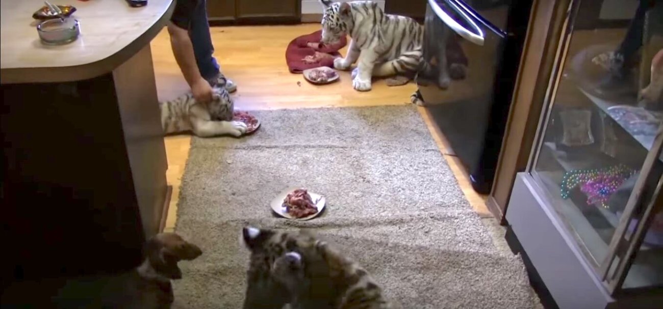 ダックスフンド,動画