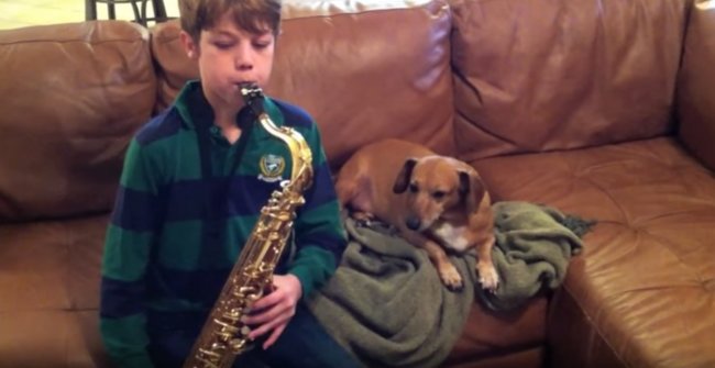 ダックスフンド,動画