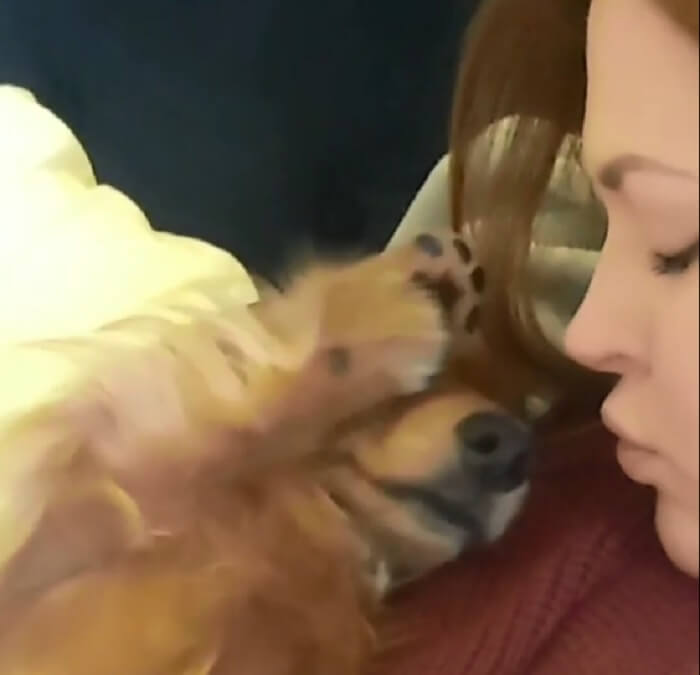 ダックスフンド,動画