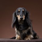 ダックスフンドの性格/基本情報