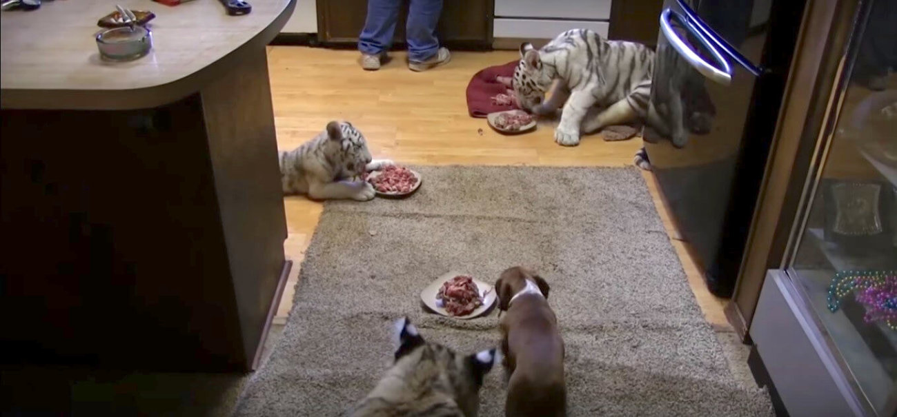 ダックスフンド,動画