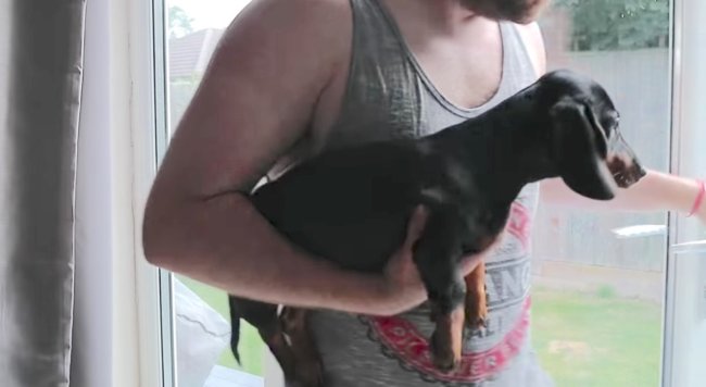 ダックスフンド,動画