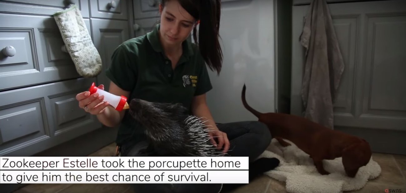 ダックスフンド,動画