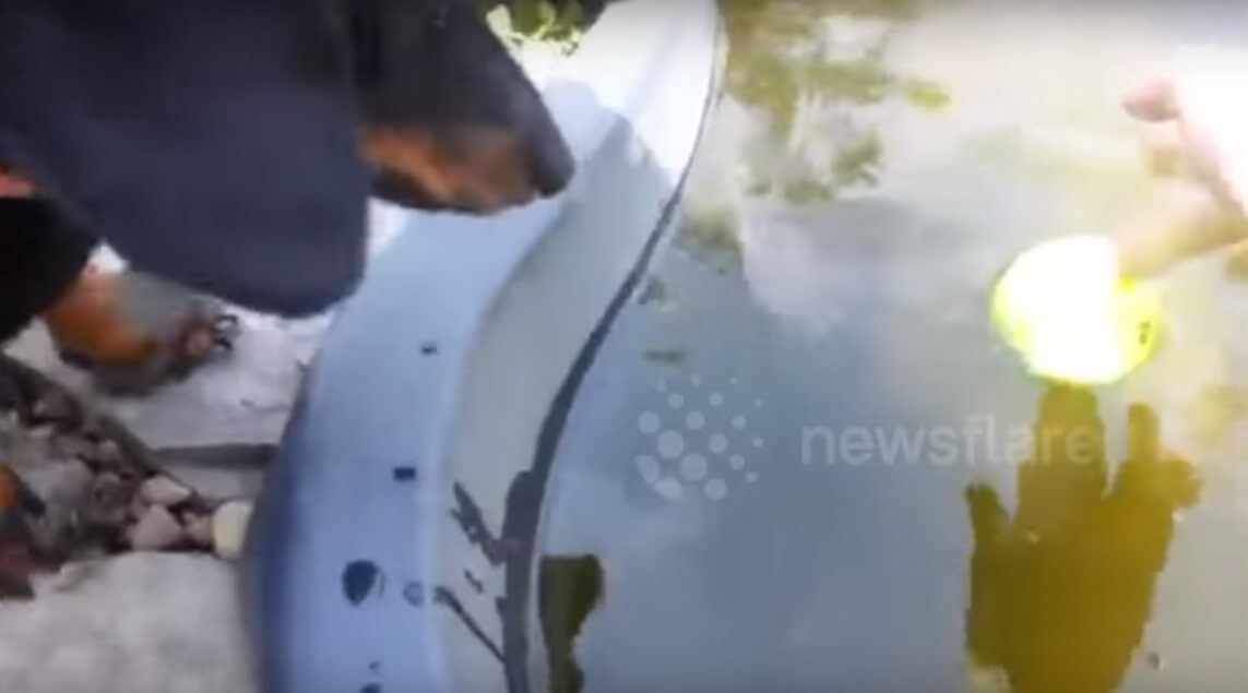 ダックスフンド,動画