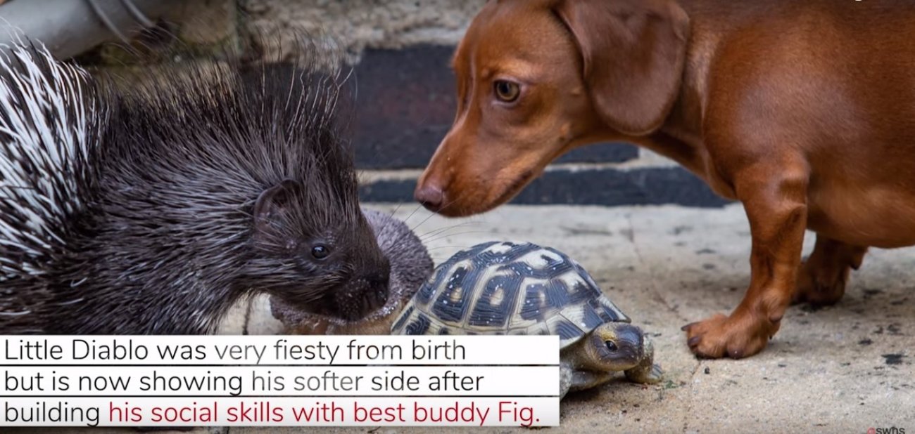 ダックスフンド,動画