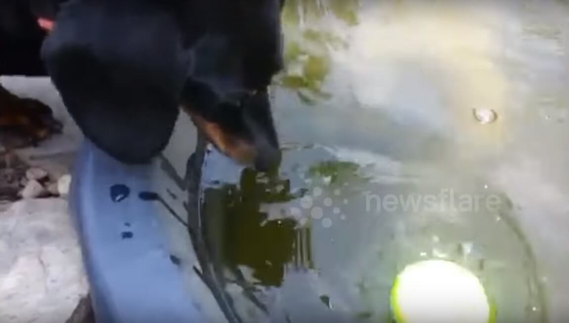 ダックスフンド,動画