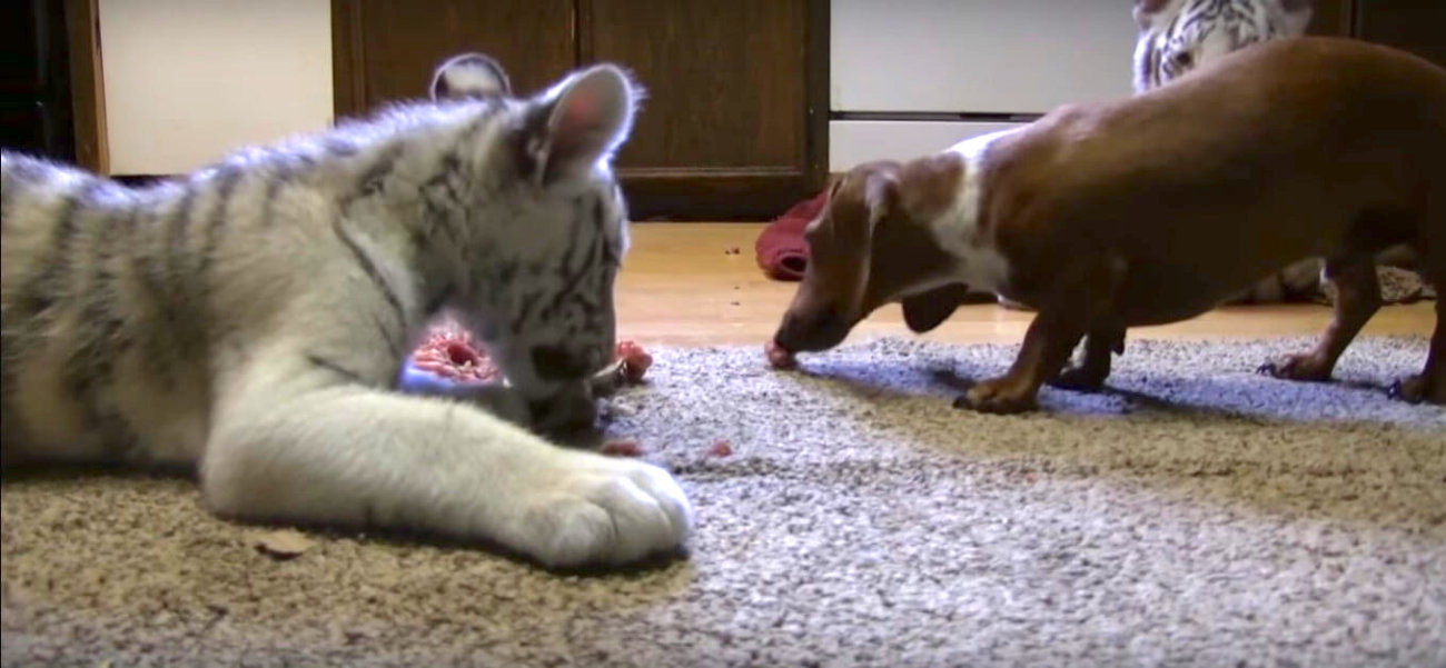 ダックスフンド,動画