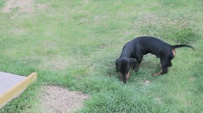 ダックスフンド,動画