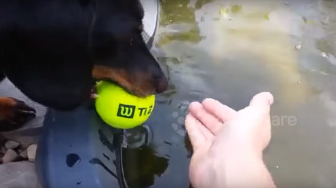 ダックスフンド,動画