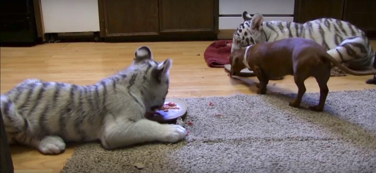 ダックスフンド,動画