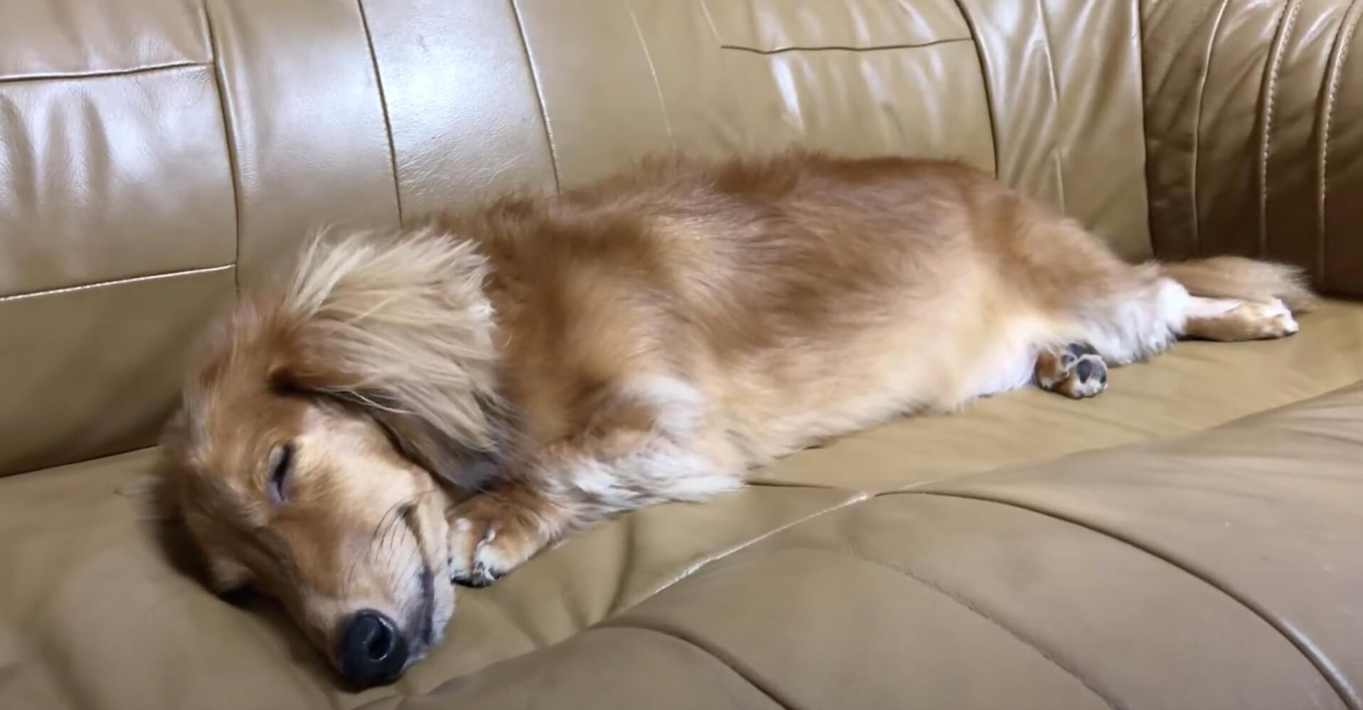 ダックスフンド,動画