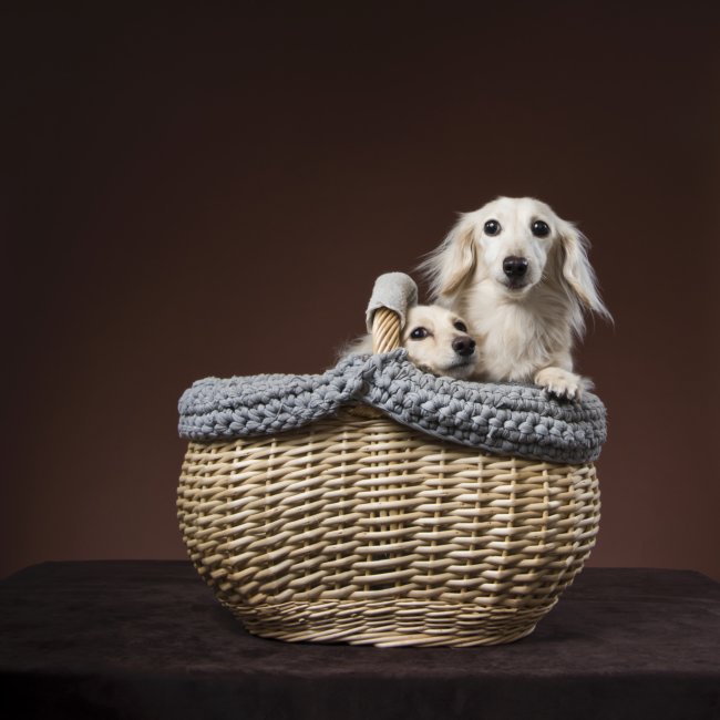 ダックスフンド