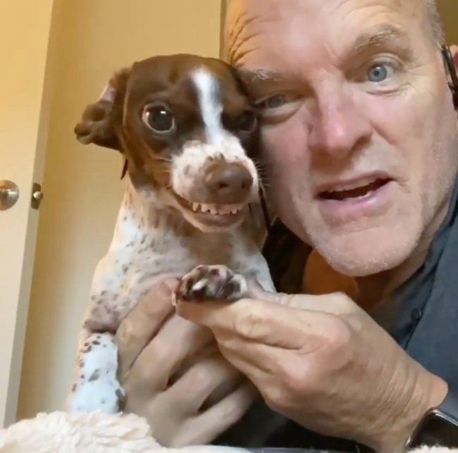 ダックスフンド,Instagram