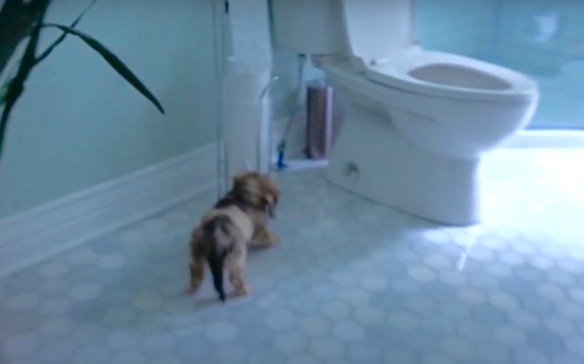 ダックスフンド,動画