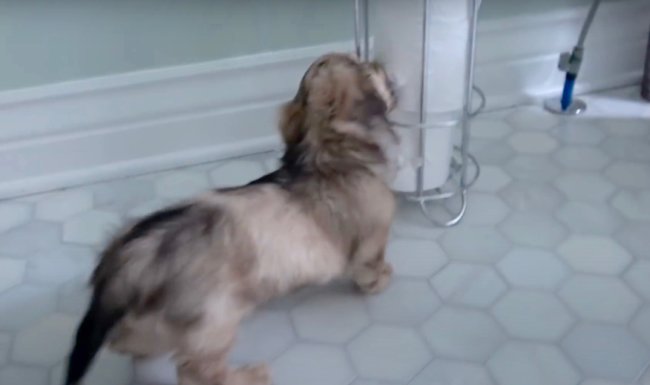 ダックスフンド,動画