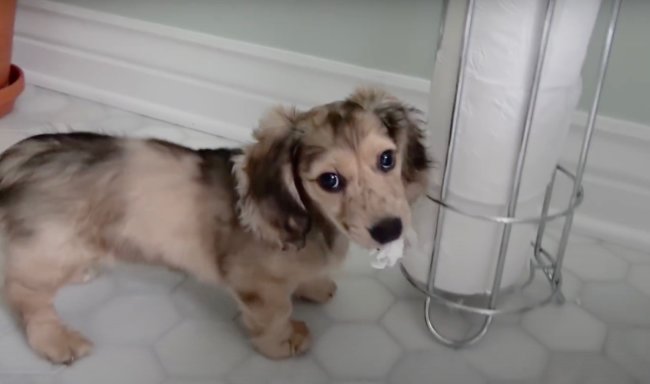 ダックスフンド,動画