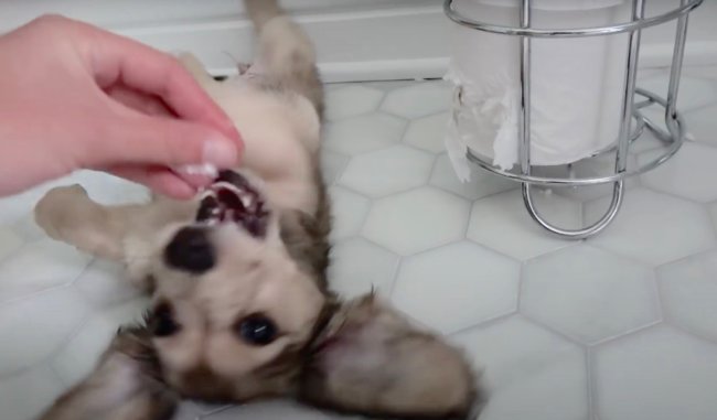 ダックスフンド,動画