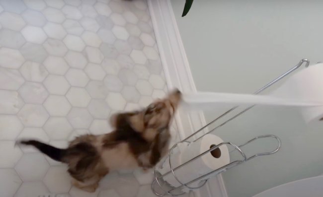 ダックスフンド,動画