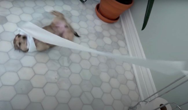 ダックスフンド,動画