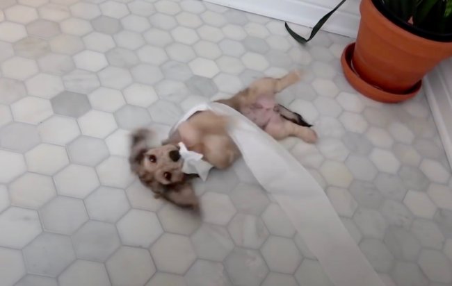 ダックスフンド,動画