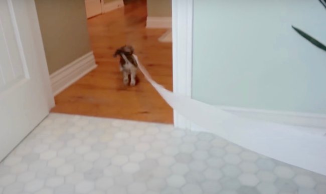 ダックスフンド,動画