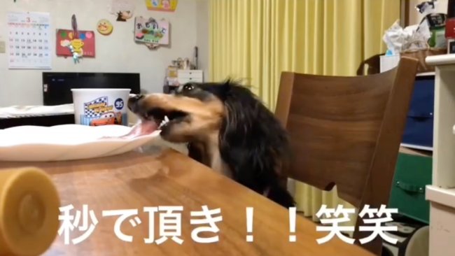 ダックスフンド,動画