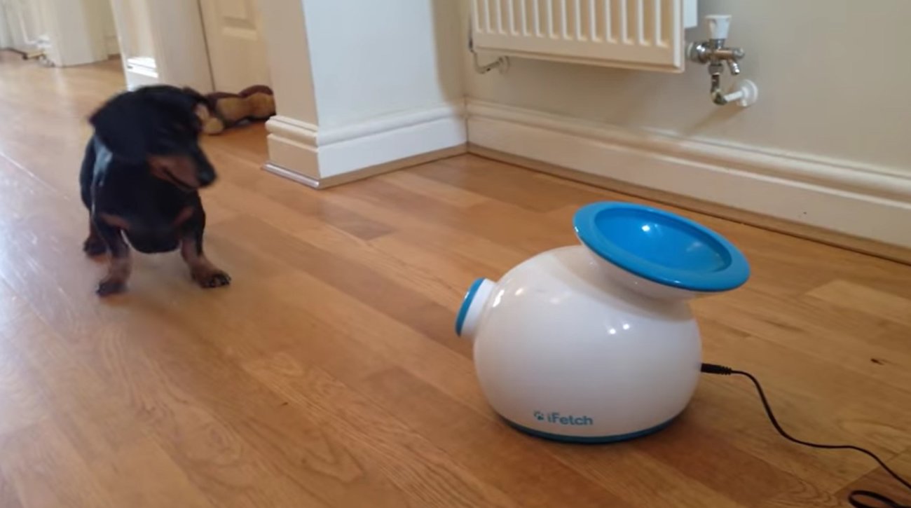 ダックスフンド,動画